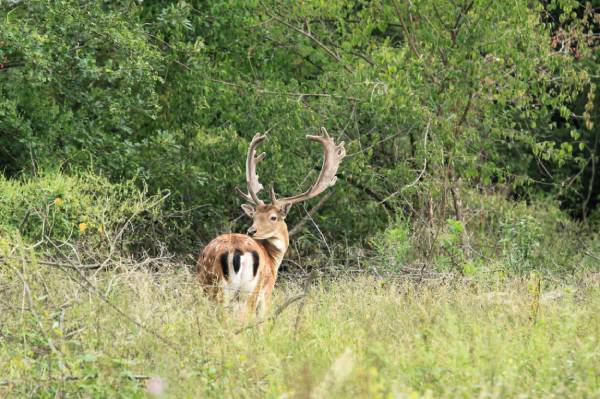 Sa mitza e s'orcu Tuerredda